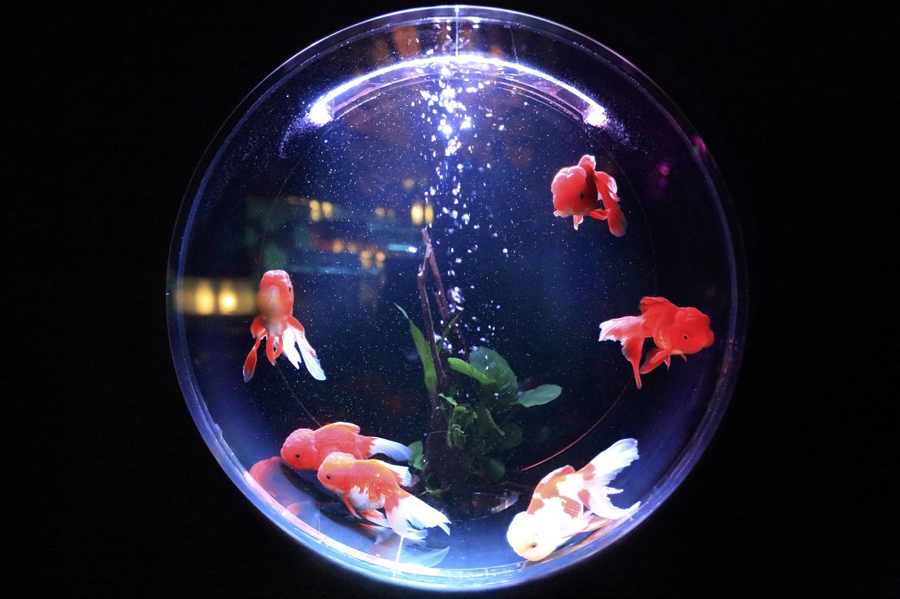 Cryptocurrency In Business: Will the Disruption Break the Fishbowl?