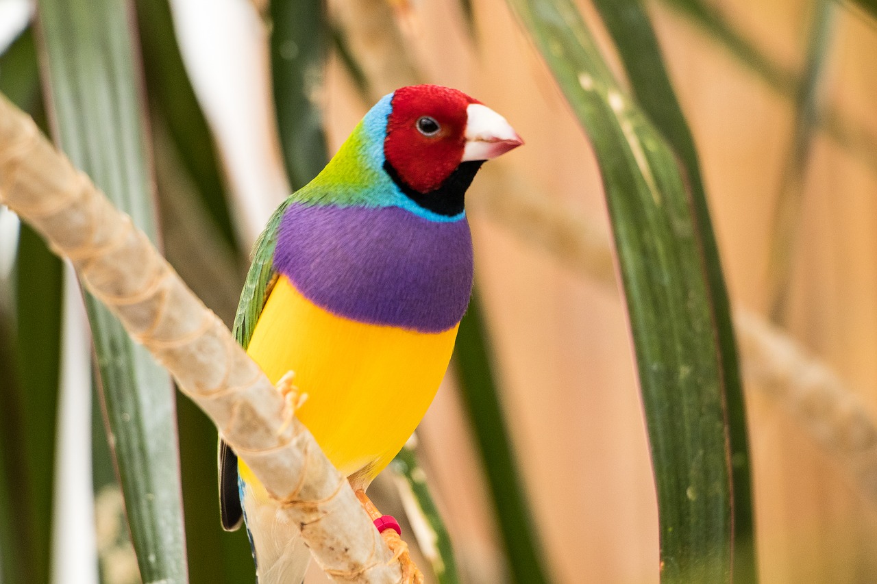 Songbird