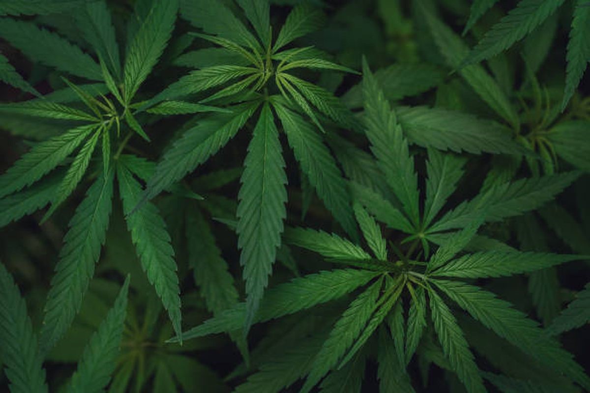 Hemp Batteries Are Highly Superior To Lithium-Ion, Are They?