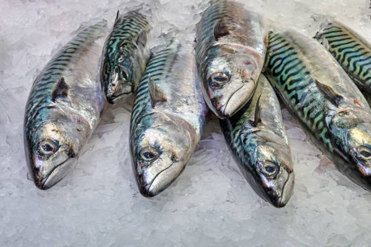 Sam Bankman-Fried's Unbelievable Transformation: Crypto Tycoon Turned Mackerel Maestro  